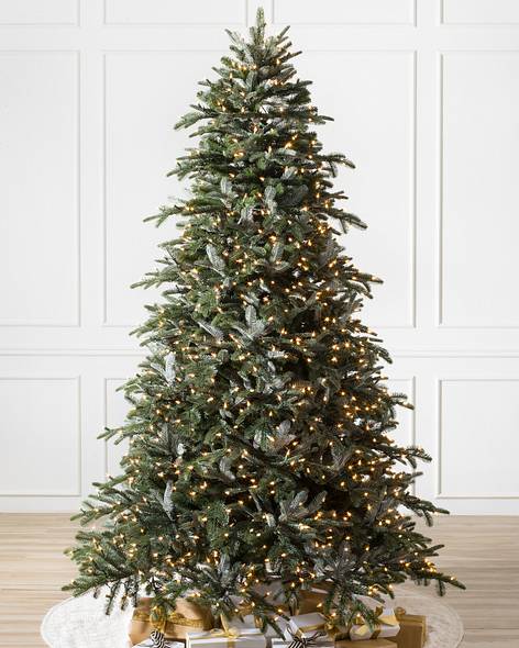 BH Nordmann Fir -1